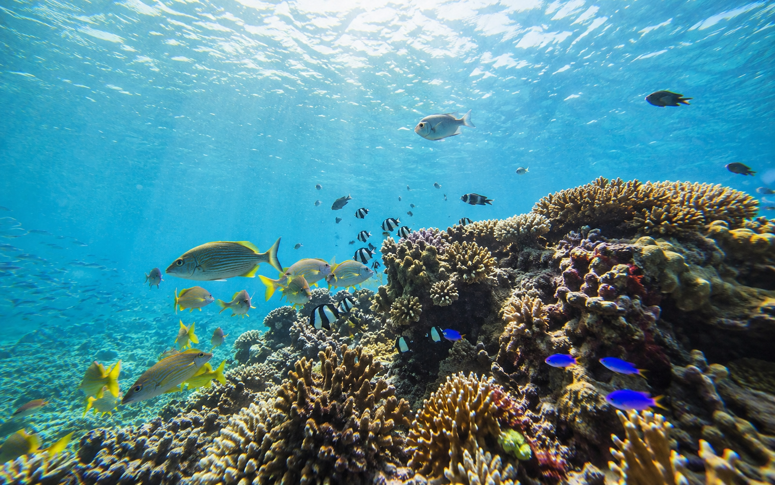 Coral reef conservation